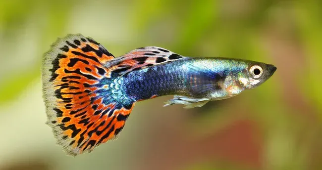 Ürün HızlıEjder895 - Akvaryum kategorisi
